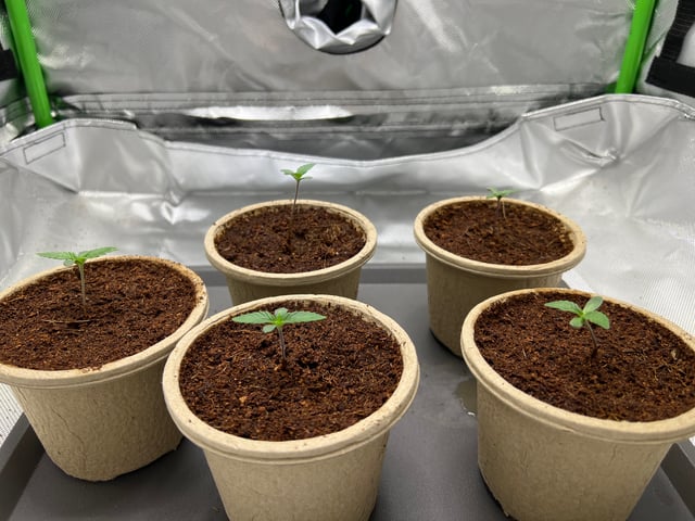 Lemon Power Haze — vegetative, day 7