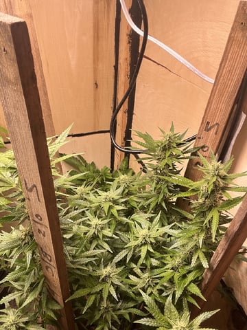 Mike Tyson Colab — flower, day 97