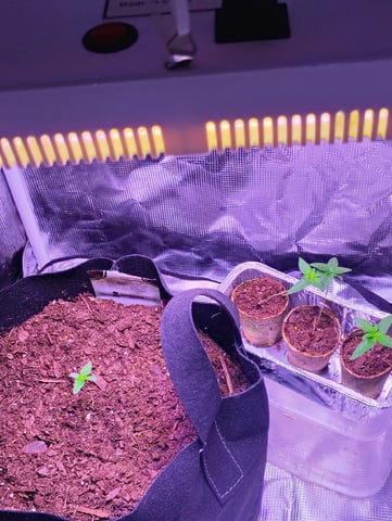Pcsmoker99  — seedling_rooting, day 11