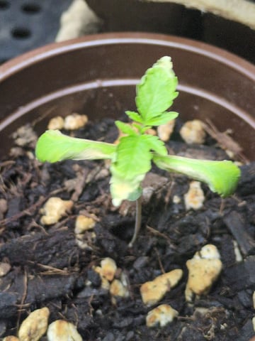 Audrey III — seedling_rooting, day 14