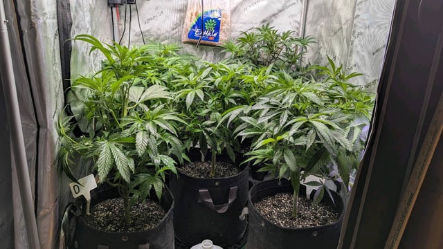 1st Photo Run — vegetative, day 5