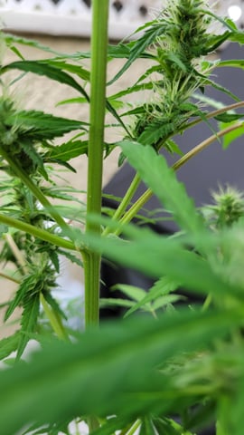 purple Kush, and Extra Large Kush — flower, day 47