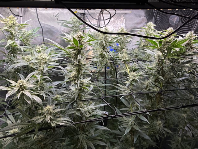 northern lights — flower, day 92