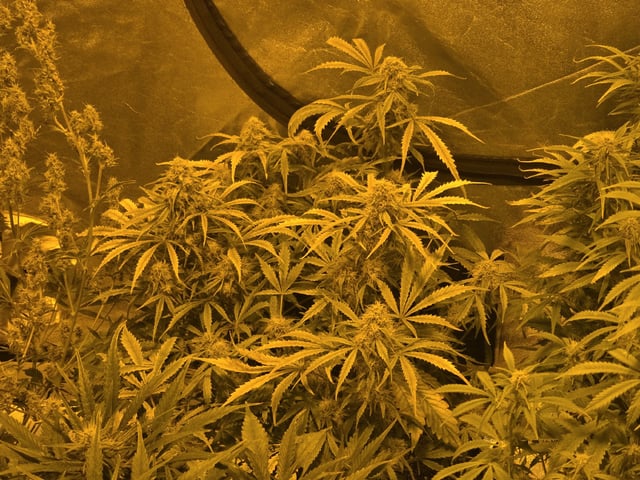 Autos AGAIN — flower, day 67