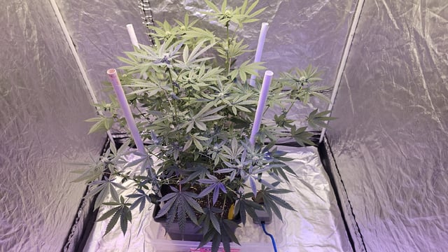 first grow adventure  — flower, day 79