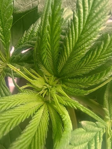 lil Slurry, first grow — flower, day 45