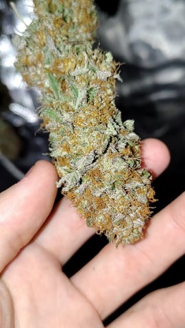 winter grow