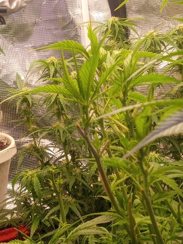  auto mixed pack indoor attempt #1 — flower, day 62