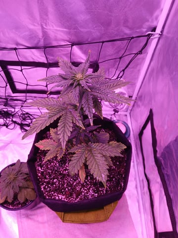CountryG  — seedling_rooting, day 31