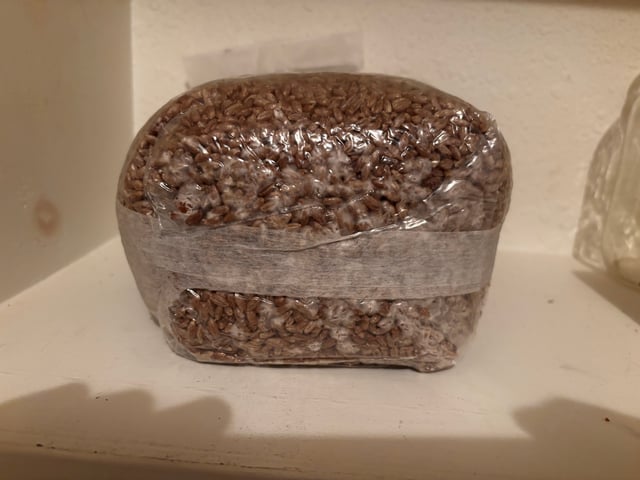 First magic mushroom grow — seedling_rooting, day 10