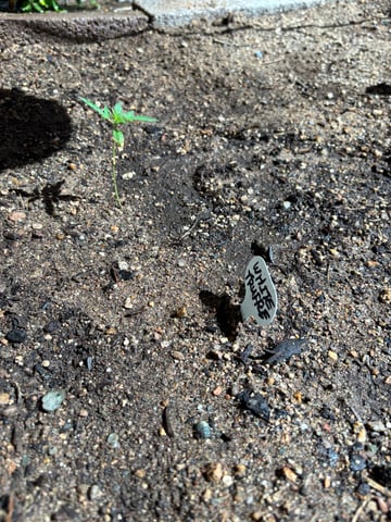 new seeds grow #2 — vegetative, day 24