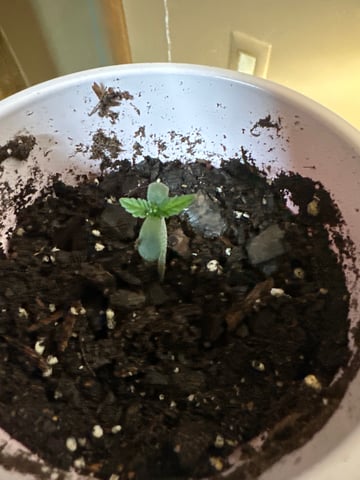 first grow — seedling_rooting, day 5