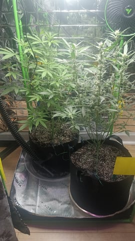 Gelato & Amnesia  — flower, day 47