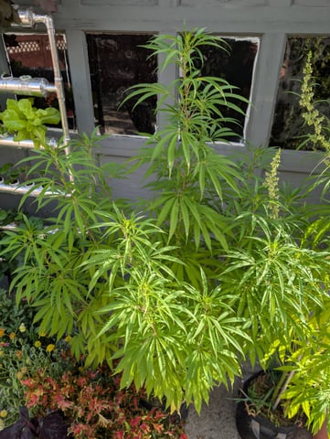 outdoor — vegetative, day 113