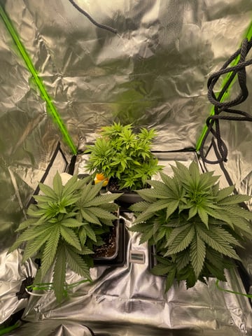 GSC First grow — vegetative, day 29