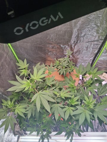 S&D  First Grow — vegetative, day 40