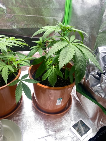 2nd Try — vegetative, day 40