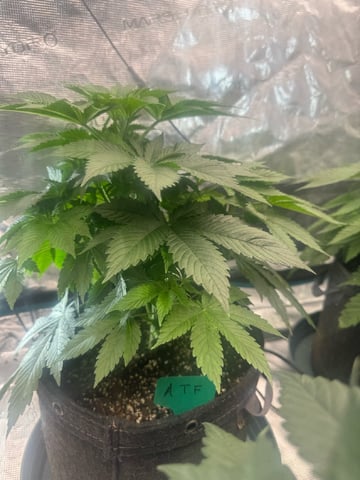  Alaska Thunderfuck — vegetative, day 24