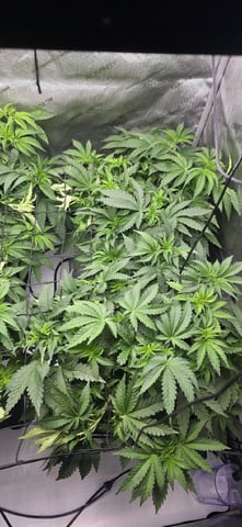 Maple Nectar  — vegetative, day 39