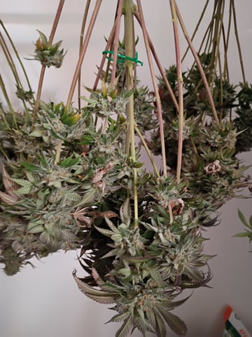 Lokie OG x Permanent Marker — harvest, day 115