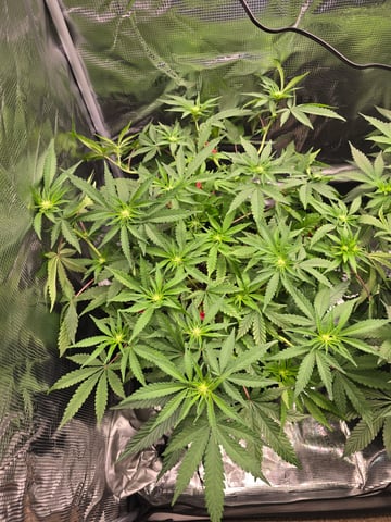 Dirty Bird - Thousand Island Fem & Platinum Kush Breath Remix x Grape Cakehead Fem Photo  — flower, day 63