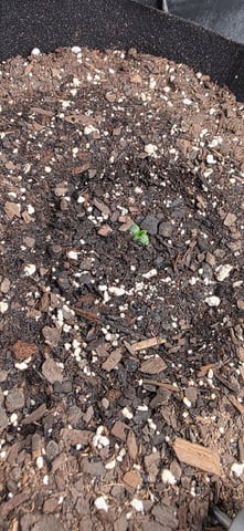 Mixed up Atlas Reserve — seedling_rooting, day 4