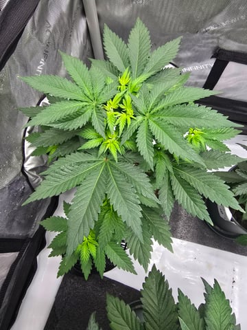 Homegrown - 🍒 🥧 & GSC Auto, 🚀 Seeds 🍌 Buttercups  — flower, day 37