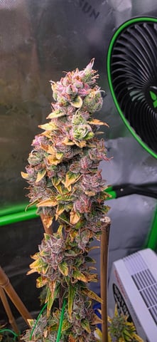 Here We Grow... — flower, day 97