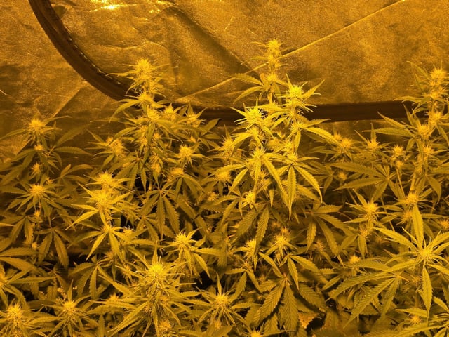 3rd Auto Grow — flower, day 66