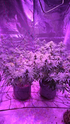 strawberry ghost and death breath — flower, day 1