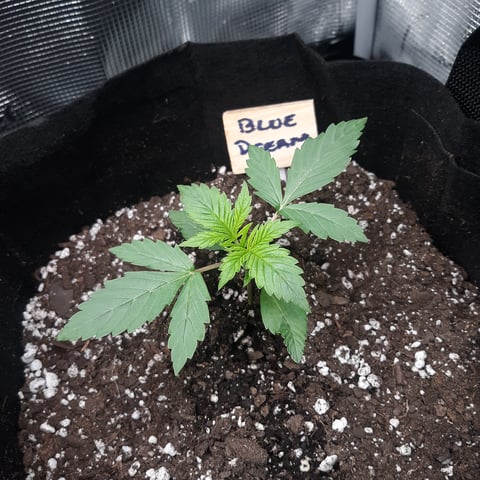 Next Attempt  — germination, day 15