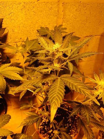 Autos