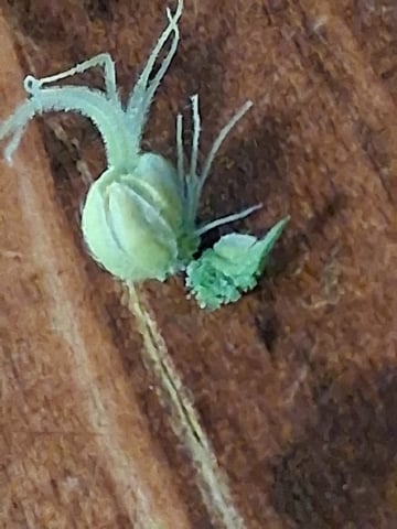 fruity pebbles, cap junky — flower, day 86