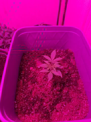 critical Mass  — vegetative, day 25