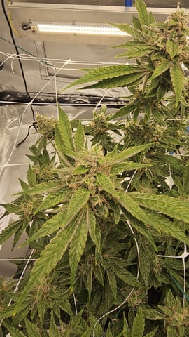 Jelousy Fast(Photo) & Ultra Voilet (Auto) — flower, day 62