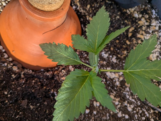 October Start — vegetative, day 28