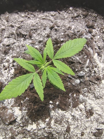 Hindu Kush — vegetative, day 19