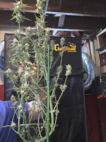 Queen B  — harvest, day 81