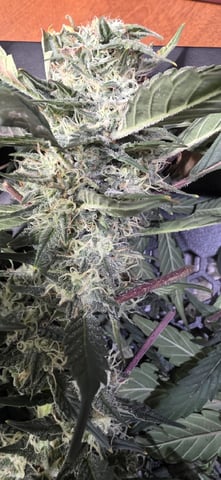 Ace Killer OG — flower, day 88