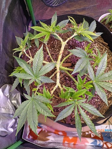 Purple Plum Perfect 💜 & 2 Grape Runtz 🍇 Mainlining garden.  — vegetative, day 114