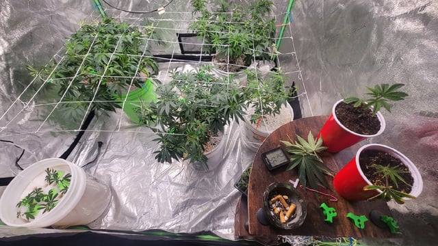 1st grow indoors(cardboard box to 2x2x4 to 5x5x6) — vegetative, day 71