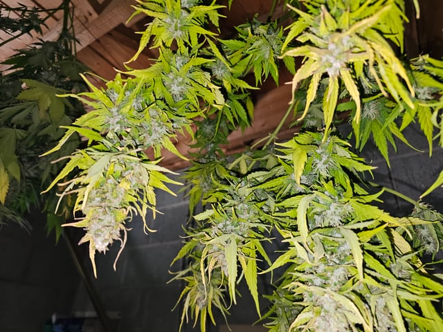 bubblegum  — harvest, day 29