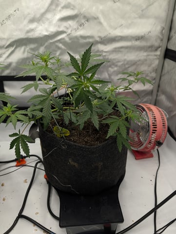 Grow #4 — vegetative, day 32