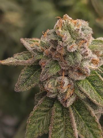 1st grow indoors(cardboard box to 2x2x4 to 5x5x6) — flower, day 140