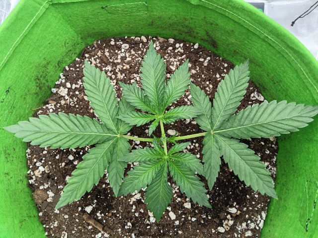 FastBuds Photo-Lemon Mandarin  — vegetative, day 24