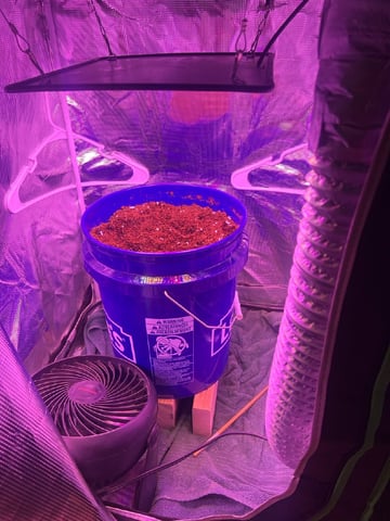 SOUR APPLE (2nd attempt) — grow_setup, day 1