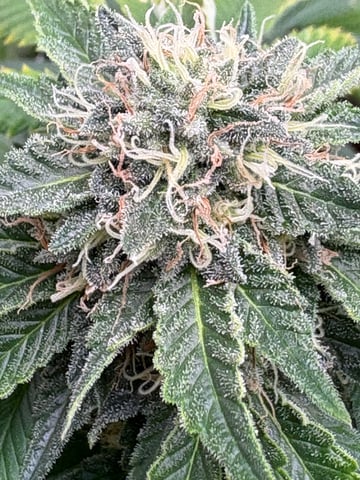 Black Hulk 3 gallon bag  — flower, day 49