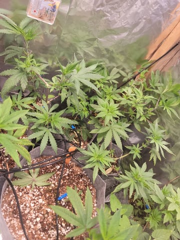 Ghetto Growing — germination, day 9
