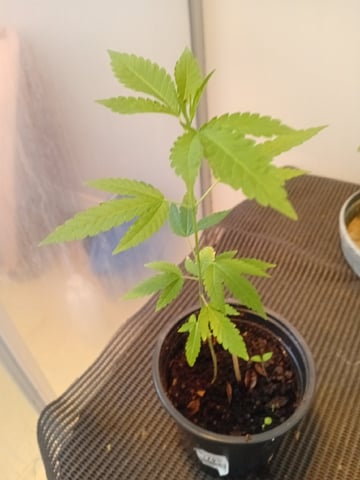 GANJAH FARMER — vegetative, day 1