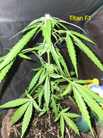 Outdoor Auto's (3rd Set) — flower, day 44
